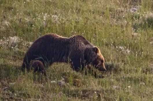 Scopri di più sull'articolo Nasce un sentiero per Amarena, percorso in natura nei luoghi amati dall’orsa